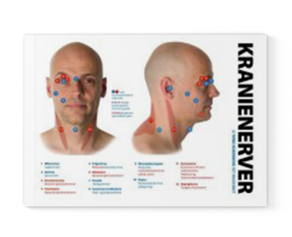 Diagram af kranienerver på menneskelig hoved - Kranio-Sakral Terapi (KST).